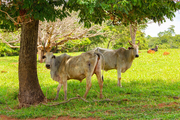 Alguns bovinos (magros) pastando em fazenda.