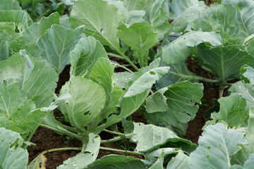 Cabbage grows in garden bed