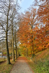 Fototapeta na wymiar Promenade longeant l'étang du Moulin sous les feuillage rouges des arbres en automne près de l'abbaye du Rouge-Cloître en forêt de Soignes à Auderghem 