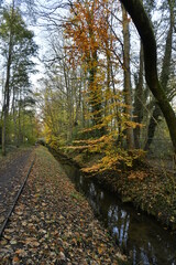 Chemin le long de la Woluwe couvert de feuilles vers la fin de l'automne à Woluwe-St-Lambert 