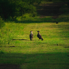 white tailed eagle