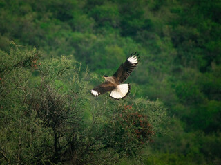 bald eagle in flight