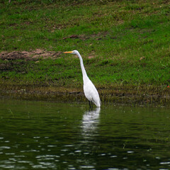 great white heron