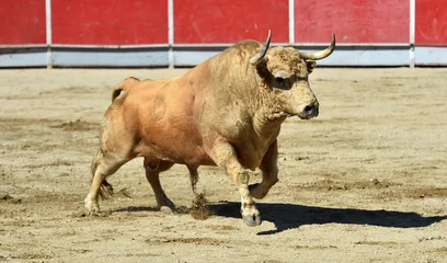 Foto auf Acrylglas Antireflex strong bull in the traditional spectacle of bullfight in spain © alberto