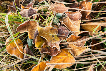 Frozen autumn leaves of Syringa vulgaris (lilacs) on the grass.