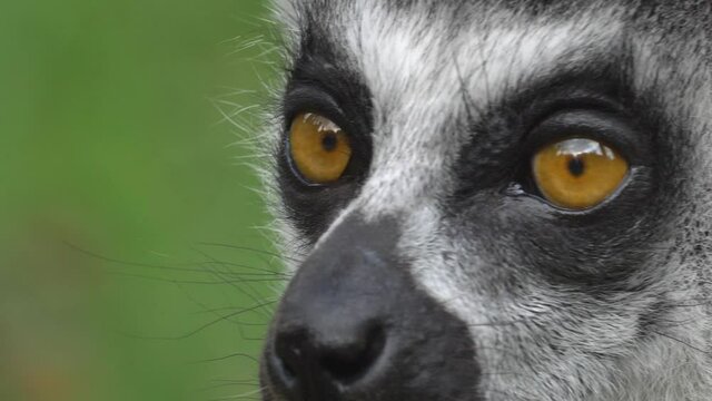 Ring-Tailed Lemur Catta Looking Around and Resting Close-Up, Lemuridae Family