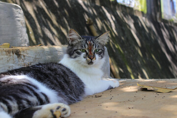 Close-up view of cute domestic cat with black and white fur is lying down on stairs looking at to the camera