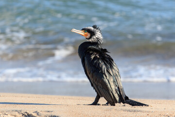 Cormorant next to sea