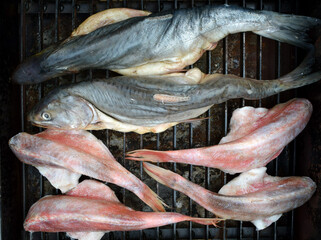 Fresh fish on the grill grate. The fish is prepared for smoking. Sea bass. Fish in the smokehouse. Cooking fish. Hot smoking.