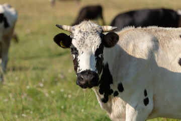 Portrait of a white bull with black spots.
