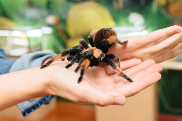 A large tarantula spider sits on the arm.