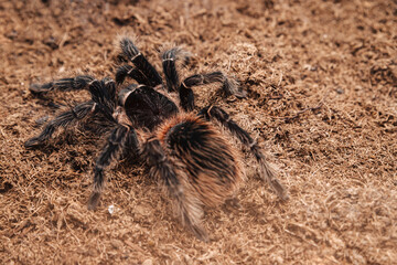 Large tarantula spider on an earthen surface.