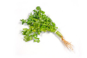Bundle of coriander on white background