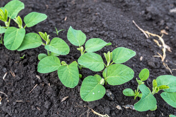 Fresh green soy plants on the field in spring. Rows of young soybean plants 
