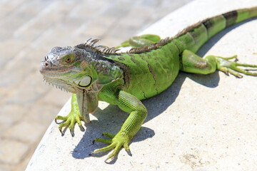 Green gecko iguana