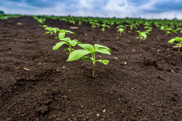 A close-up of a sprout of sunflower sprouts lit by the afternoon sun on fertile black soil. Concept agro culture.