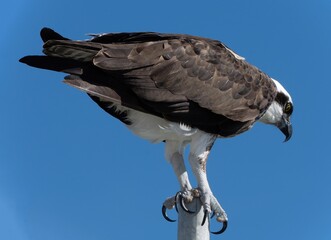 Osprey