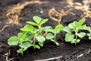 Fresh green soy plants on the field in spring. Rows of young soybean plants 