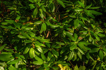Flora of Polder Park Cronesteyn large park in the city of Leiden, Netherlands in the Dutch province of South Holland