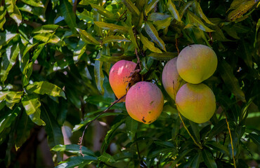 Ripe mangoes on the tree. Harvesting fresh tropical fruits.