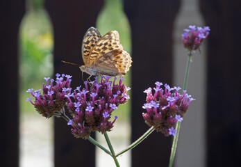 Dostojka latonia © Andrzej