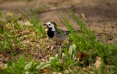 The wagtab bird stands among the green grass. Banner, postcard, cover, flyer, layout design