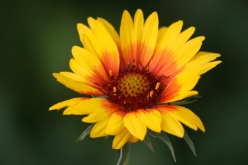 Close-up of colorful yellow and red sunflower with pollen on stamen