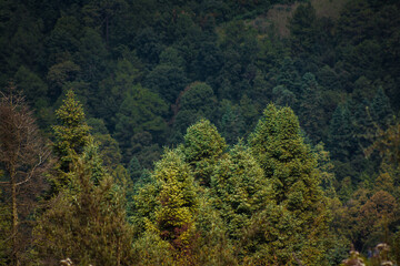 Fototapeta na wymiar Árboles de oyamel del bosque templado