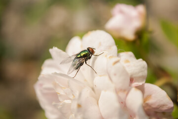 Mosca de colores iridiscente posando sobre una rosa de color claro