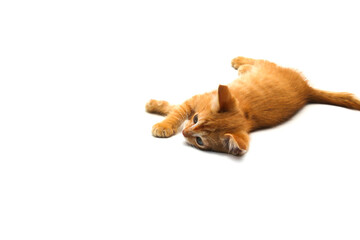 Close-up view of a cute yellow kitten is lying down on white background