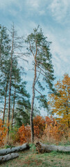 Vertical panorama of pine tree in a mixed forest in autumn with beautiful fall colors 