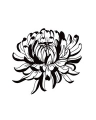 chrysanthemum flower blossoms. Cool for t-shirts, tattoos and design.