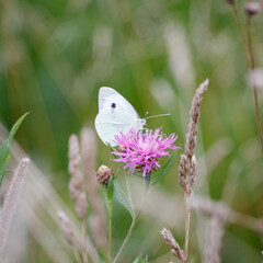 Ein Schmetterling auf einer Blume