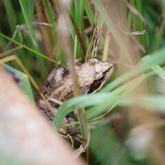 Ein Frosch im Gras