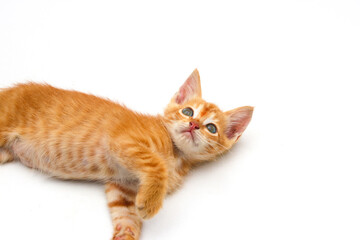 Obraz premium Close-up view of a cute yellow kitten isolated on white background