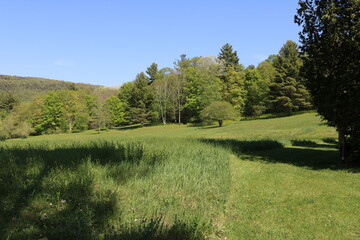 Obraz premium green field