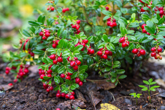 Close-up vaccinium vitis idaea Koralle in garden 