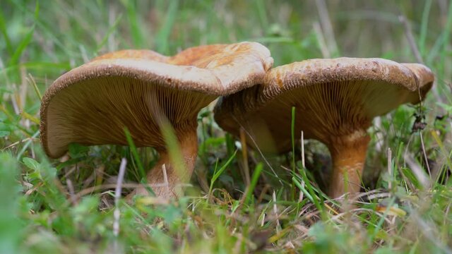 Saffron Milkcap in meadow (Lactarius deliciosus) - (4K)