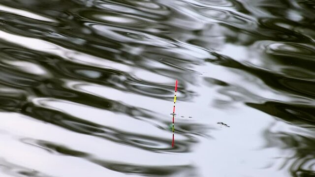 Fishing float in calm water. Fishing on lake or river or pond. Waiting for a bite of big fish. Float in the water signals that the fish is biting. Fishing Hobby concept. Outdoors, Summer fishing
