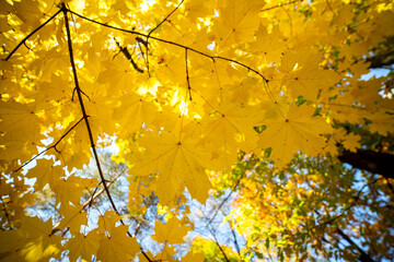Perspective up view of autumn forest with bright orange and yellow leaves. Dense woods with thick canopies in sunny fall weather.