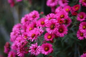 Pink Aster flowers on green background. Autumn flowerts