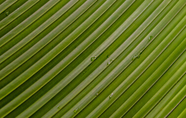 Fototapeta premium Palm leaf close-up as a background. Plant texture close-up shot for design. Natural geometry of straight lines.