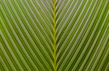 Obraz premium Palm leaf close-up as a background. Plant texture close-up shot for design. Natural geometry of straight lines.