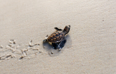 Little Sea Turtle Cub, Crawls along the Sandy shore in the direction of the ocean to Survive, Hatched, New Life, Saves, Way to life, Tropical Seychelles, footprints in the sand, forward to a new life