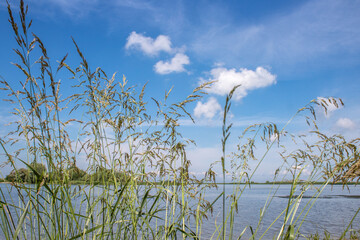 ears of grass against the sky