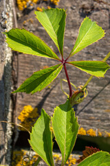 wild grape leaf
