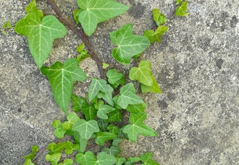 Natural ivy background with old wall texture surface.  Decorative climber plant foliage detail.