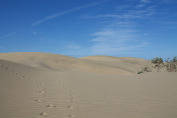 Gran Canaria | Dune