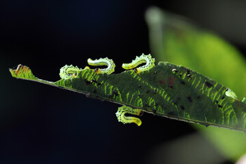 Caterpillars of Pteronidea salicis - pest that eats leaves of willow trees, also grown in gardens 