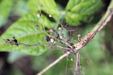 Nodules on the bean roots. Atmospheric nitrogen-fixing bacteria live inside